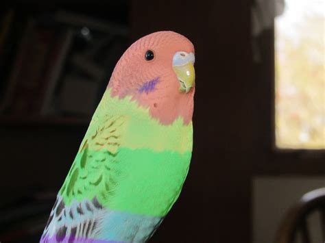 Rainbow Budgie Parakeet Pinterest