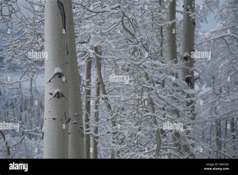New Snow In An Aspen Forest Stock Photo Alamy