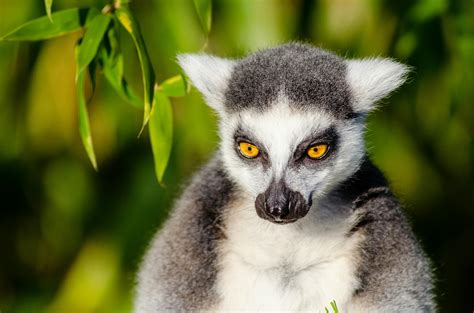 Two Lemurs · Free Stock Photo