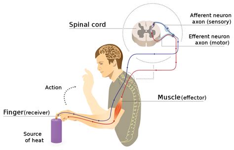 Funcion y Partes del Sistema Nervioso (Explicación Escolar) | Sistema nervioso, Partes del ...
