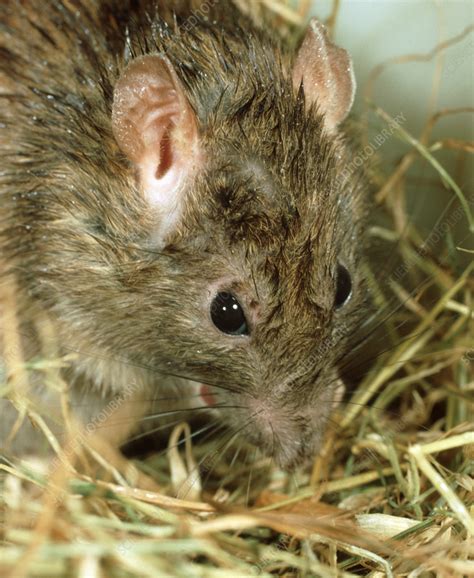 Brown Rat Head Stock Image C0559512 Science Photo Library