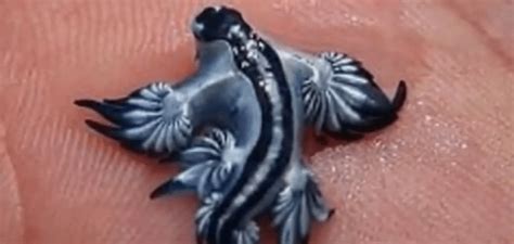 Blue Dragon Sea Slugs Cute But Deadly