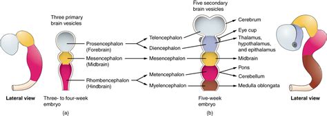 The Embryologic Perspective Anatomy And Physiology