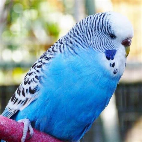 Top 70 Blue Bird Names Petpress Cute Names Unique Names For You