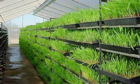 What Is Hydroponic Fodder And How Can It Be Grown Livestocking