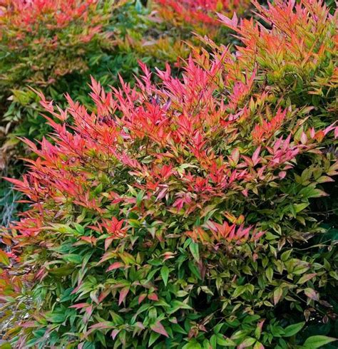 Our trees provide shade and color to your yard. 44 best Large Zone 7 Shrubs images on Pinterest | Zone 7 ...