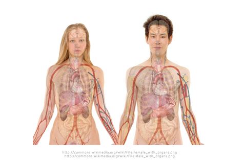 Media in category human female body. Free Images : hand, woman, heart, biology, clothing, arm ...