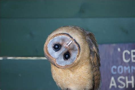 Ashy Upside Down Owl The Daily Owl