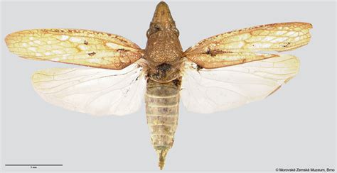Sharpshooter Leafhoppers Diestostemma Morosum Melichar 1924a 229