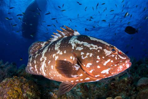 170 Nassau Grouper Photos Stock Photos Pictures And Royalty Free Images