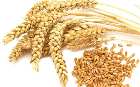 The Meaning And Symbolism Of The Word Wheat