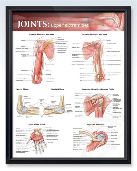 Joints Upper Extremities Exam Room Anatomy Poster Clinicalposters