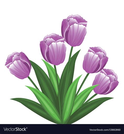 Purple Tulip Flowers Decoration Royalty Free Vector Image