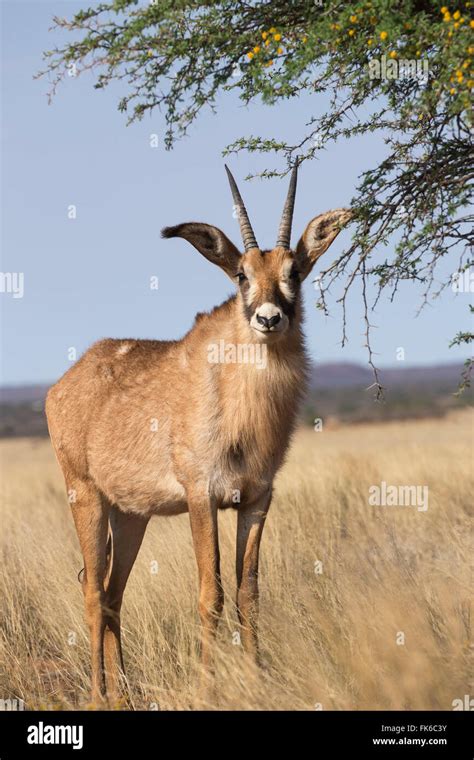 Roan Antelope Hippotragus Equinus Mokala National Park South Africa