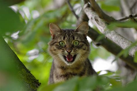 Angry Wild Cat Free Image Download
