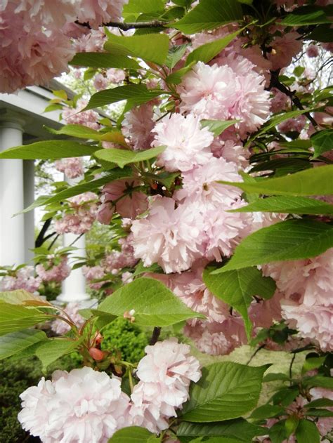 Definitely think about relocating your. Flowering Cherry Trees are Blooming Now