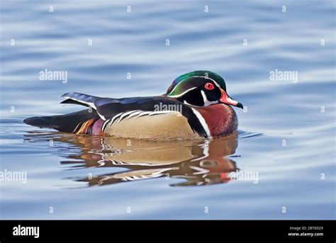 Wood Duck Male Aix Sponsa Swimming On Ottawa River In Canada Stock