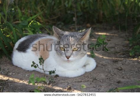 Pastel Calico Cat Laying Front Grass Stock Photo 1627812451 Shutterstock