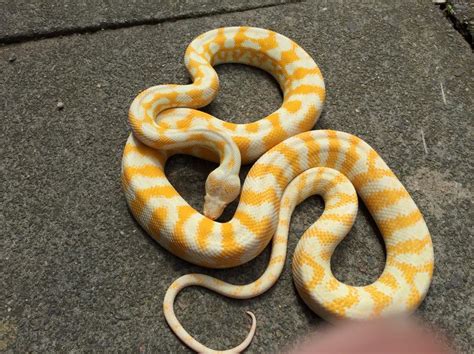 Nw England Albino Darwin Carpet Python Reptile Forums