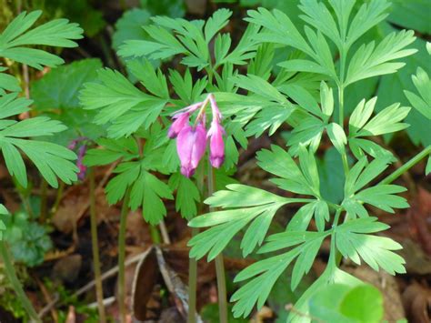 Wildflowers Spring Woodland Wildflowers