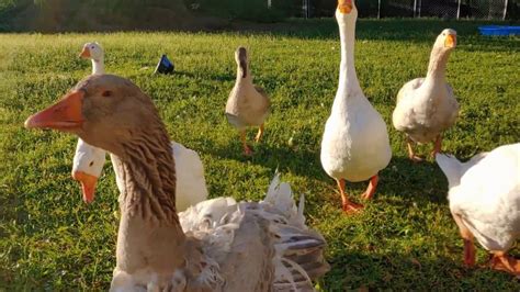 Morning Goose Turkey Clouds And A Happy Steve Youtube