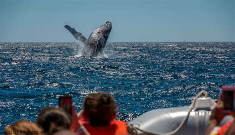 Find and join groups related to english language learning and go 'partner hunting'. Where Can You Find the Best Whale Watching in Maine?