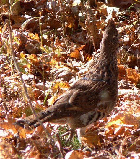 Ruffed Grouse In Virginia Grouse In The Sunlight What Th Flickr
