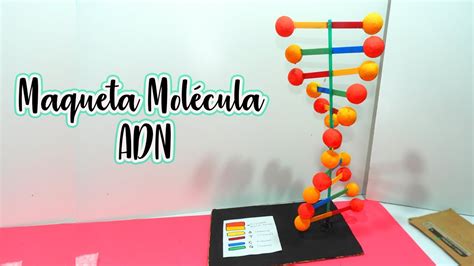 Introducir Imagen Maqueta Modelo De Adn Abzlocal Mx