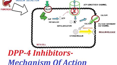 Download scientific diagram | mechanism of action of fondaparinux. DPP-4 Inhibitors - Mechanism Of Action - YouTube