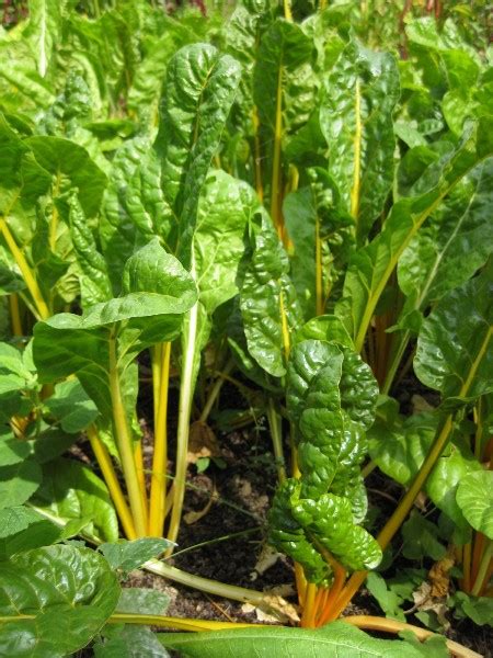 Vegetable Production Easy Guidelines For Spinach Or Swiss Chard