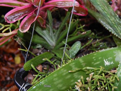 I'd be interested to know how they do once in soil; Cactus and Succulents forum: Plant to grow indoors in the ...