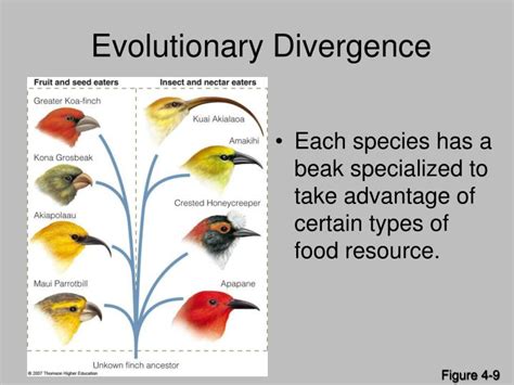 Ppt Evolution And Biodiversity Powerpoint Presentation Id5457354