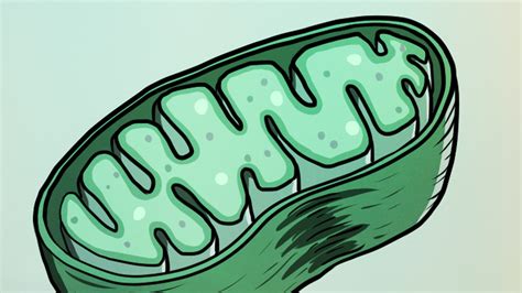 🔥 Free Download Best Mitochondria Wallpaper On Hipwallpaper