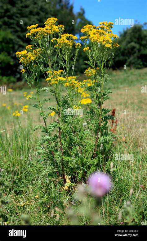 Yellow Weeds Hi Res Stock Photography And Images Alamy