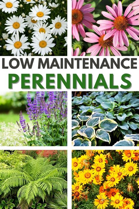 Low Maintenance Perennials