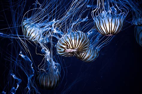 Download Sea Life Underwater Animal Jellyfish 4k Ultra Hd Wallpaper