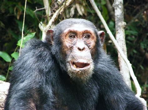 Tanzania Chimp Adventure