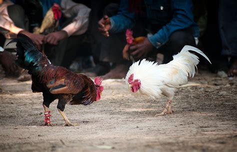 Indian Man Killed By Rooster In Illegal Cockfight Uk