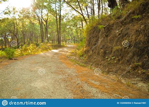 Road Between Pine Tree Hills Stock Photo Image Of Natural Mountain