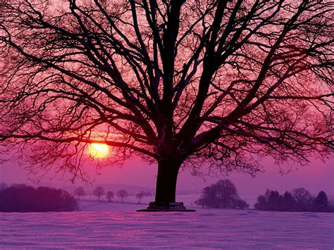 Download Tree Snow Sun Nature Sunset Wallpaper