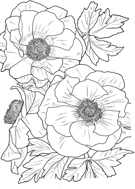 Https://tommynaija.com/coloring Page/flower Adult Coloring Pages