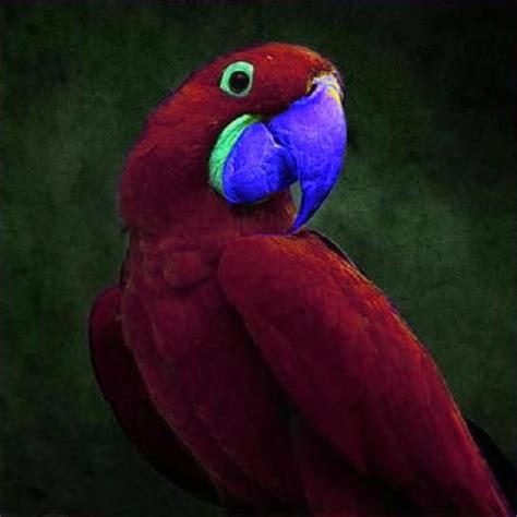 Purple Billed Parrot Parrot Pet Birds Pretty Birds