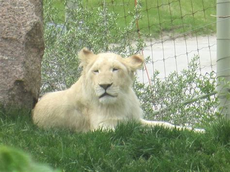 White Lion Zoochat