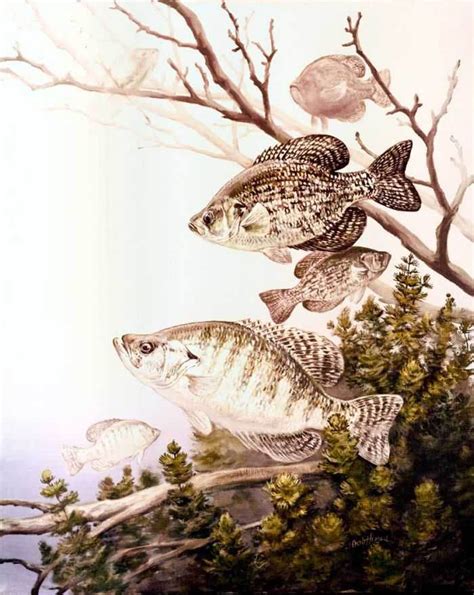 Crappie Photos And Wallpapers Nice Crappie Pictures