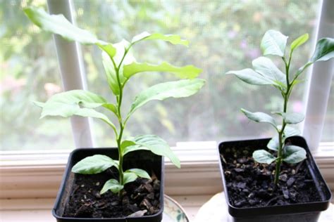 Growing A Lemon Tree From Seeds An Update Home Garden Joy