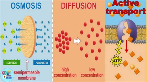 Diffusionosmosis And Active Transport Youtube