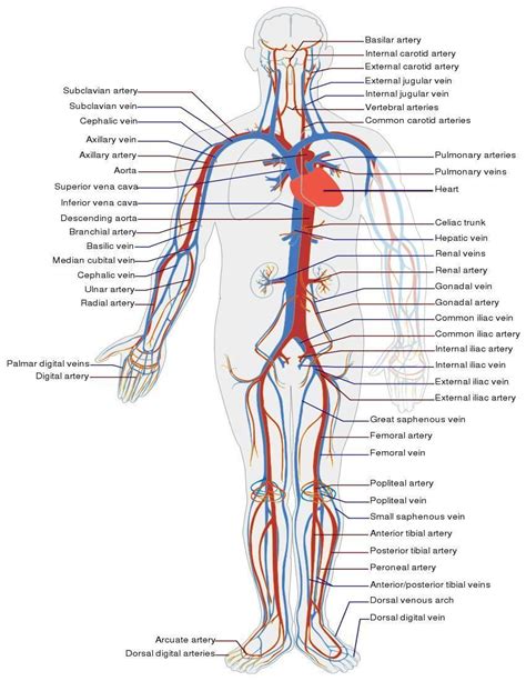 How Circulation Works Human Circulatory System Arteries And Veins
