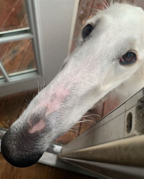 Meet Eris The Borzoi Sighthound Dog With The Worlds Longest Nose