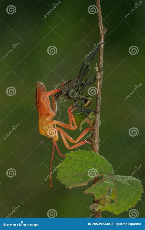 Molting Bug And Ant In The One Frame Stock Photo Image Of Leaf