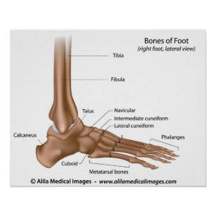 Foot Diagram Posters & Prints | Zazzle